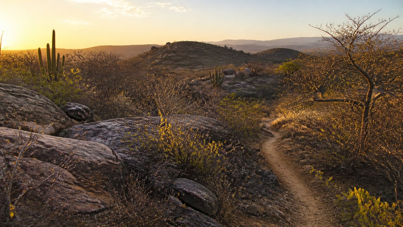 Paisagem da Caatinga no período seco com vegetação nativa e terreno rochoso